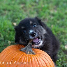 Espresso - Black tri-color male Australian Shepherd puppy in Stephenville, Texas from AW Standard Aussies