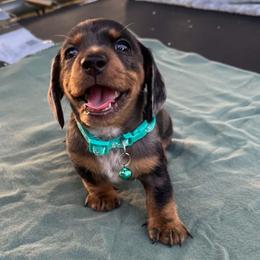 Mr Turquoise - Dapple male Dachshund puppy in Gracemont, Oklahoma from Frank's Mini Doxies