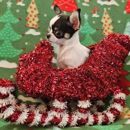 AKC Super Tiny Cricket - Black and white female Chihuahua puppy in Newport, Maine from Pinewood Acres Chihuahuas