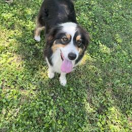 Spice - Australian Shepherd