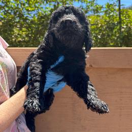 Girl 2 - Black phantom female Aussiedoodle puppy in San Diego (Jamul), California from Lee Valley Scotties