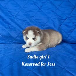 Sadie girl 1 - Red and white female Siberian Husky puppy in Ocala, Florida from Florida Husky Puppies