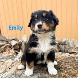 Emily - Black tri-color female Australian Shepherd puppy in Roy, Utah from Sage House Pups