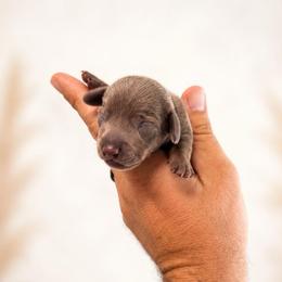 Boy 3 - Fawn (isabella) and tan male Dachshund puppy in Indian Trail, North Carolina from Hilda’s Teenie Weenies