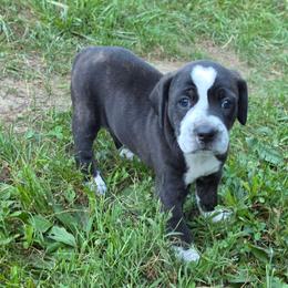 Fofa - Brindle female Mountain Cur puppy in Moundsville, West Virginia from Mountaineer Mountain Curs