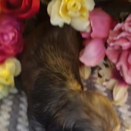 Dachshund Puppies from CLARK'S BREEDING PROGRAM