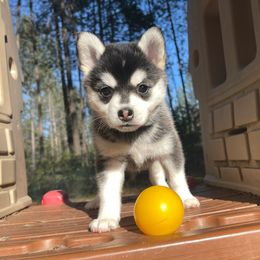 Prissy - Black and white Pomsky puppy in Washington from Husky Haven WA