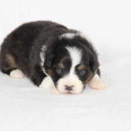 Girl 1 - female Australian Shepherd puppy in Circleville, Utah from Canyon Creek Aussies