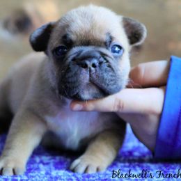 American Bulldog and French Bulldog Puppies from Blackwell's American & French Bulldogs