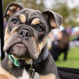 Mercedes 2.0 - Fawn Bulldog puppy in Alexandria, Virginia from Stacey D’s Bulldogs
