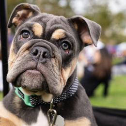 Mercedes 2.0 - Fawn Bulldog puppy in Alexandria, Virginia from Stacey D’s Bulldogs