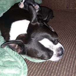Boston Terrier Puppies from The Christian Bostons