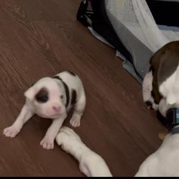 Boy 7 - brown - White male Boxer puppy in Nashville, Tennessee from Best Friends