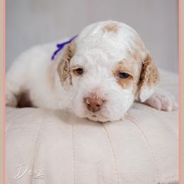 Sugar - Red and white female Cockapoo puppy in Connersville, Indiana from Deaz Doodle Ranch