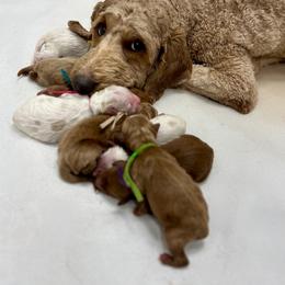 Blue Male - Apricot male Goldendoodle puppy in Great Falls, Montana from Montana Goldendoodles