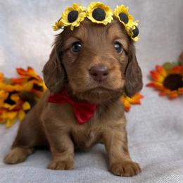 Yosemite (YoYo) - Chocolate female Dachshund puppy in Michigan from Hidden Haven Dachshunds