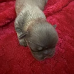 Rose - Red female Pekingese puppy in Mabank, Texas from Peke Lovers of Texas