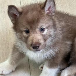 Boy 2 - male Native American Indian Dog puppy in Granby, Colorado from Turtle Island NAIDs
