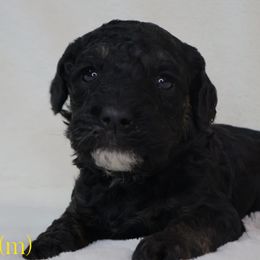 Space - Poodle puppy from K & M Home Kennels