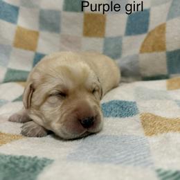 Purple girl - Yellow female Labrador Retriever puppy in Corning, California from Raven's Labradors