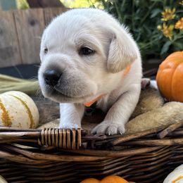 Flint - Labrador Retriever puppy from Limestone Labradors