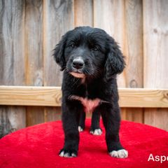 Border Collie, Golden Retriever, and Sporty Mix Puppies from Turbo Border Collies & Coltrievers