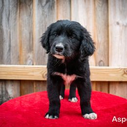 Border Collie, Golden Retriever, and Sporty Mix Puppies from Turbo Border Collies & Coltrievers
