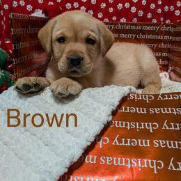 Brown - Yellow male Labrador Retriever puppy in Parma, Idaho from Campbell Valley Labradors