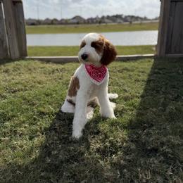 Cupcake - Parti female Goldendoodle puppy in Houston, Texas from Golden Life Doodles