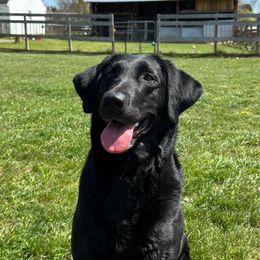 Avalon - Labrador Retriever