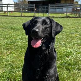 Avalon - Labrador Retriever