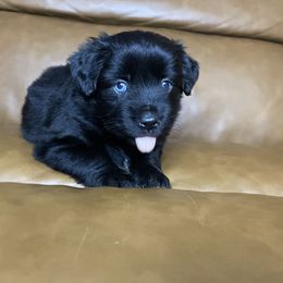 Edith - Black & white female Miniature Australian Shepherd puppy in Brenham, Texas from Stone N Rose Kennels