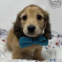 Falcon - Cream male Dachshund puppy in Pulaski, Tennessee from Billboard Doxies