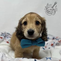 Falcon - Cream male Dachshund puppy in Pulaski, Tennessee from Billboard Doxies