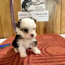 Boy 1 - Parti male Yorkshire Terrier puppy in Bear Creek, North Carolina from Yorkie Time