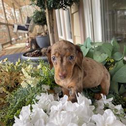 AKC CHOCOLATE DAPPLE SMOOTH BLUE CRACKED EYE - Dapple female Dachshund puppy in Bremen, Georgia from Jones Royal Kennels