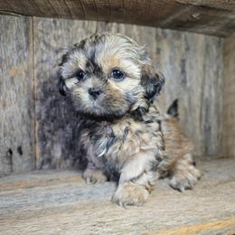 Rowan - Sable female Shih Tzu puppy in Mountain Grove, Missouri from Precious Puppies