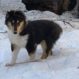 Collie Puppies from Erin Matthews