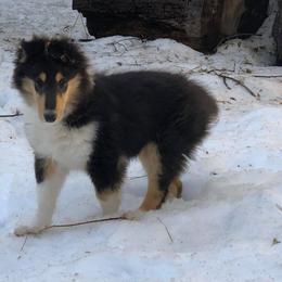 Collie Puppies from Erin Matthews
