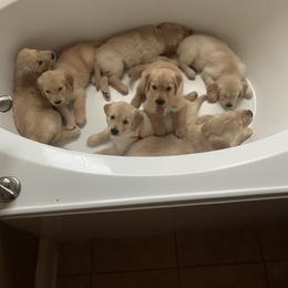 Golden Retriever Puppies from Rangel’s Adorable Golden Retrievers of Dallas Texas