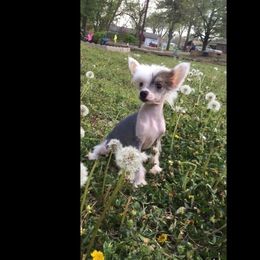 Chinese Crested All Grown Up from Piccadilly Pups