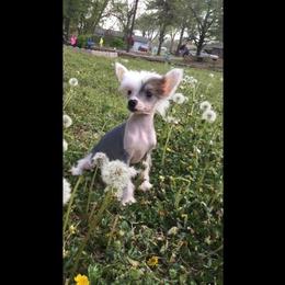 Chinese Crested All Grown Up from Piccadilly Pups