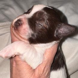 Liver boy 1 - Parti male Miniature Schnauzer puppy in Pflugerville, Texas from K&K Precious Tx schnauzers