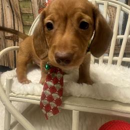 RUMBO - Red male Dachshund puppy in Polo, Missouri from Blue Tails Farm