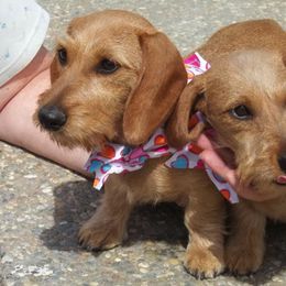 Dachshunds from Lea's Miniature Wirehaired Dachshunds