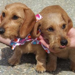Dachshunds from Lea's Miniature Wirehaired Dachshunds