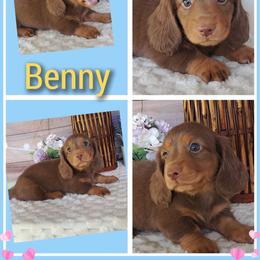2800... Benny - Chocolate and tan male Dachshund puppy in Winter Haven, Florida from Gateway 2 Little Paws
