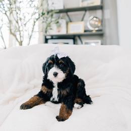 Croissant - Tri-color female Bernedoodle puppy in Murray, Utah from Sun Valley Doodles