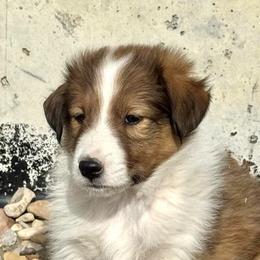 Alex - male Scottish Collie puppy in Newcastle, Wyoming from Wykota 7K Scottish Collies