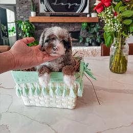 Bernedoodle, Cavapoo, Cavapoochon, Goldendoodle, and Yorkipoo Puppies from Anchor Dogs